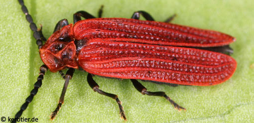 Benibotarus taygetanus