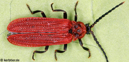 Benibotarus taygetanus B