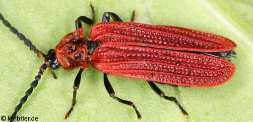 Benibotarus taygetanus C