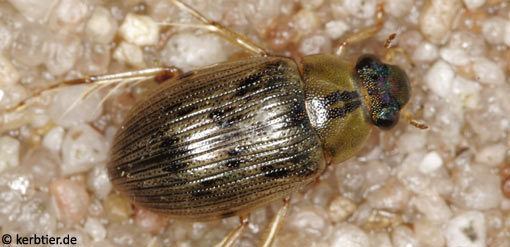 Berosus signaticollis