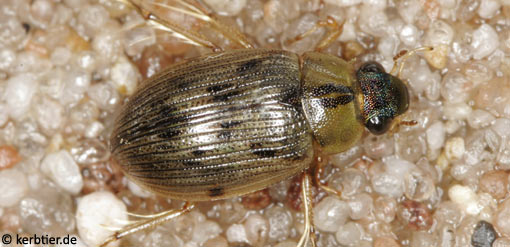 Berosus signaticollis B