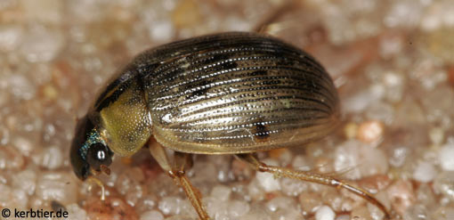 Berosus signaticollis C