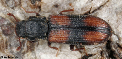 Bitoma crenata B