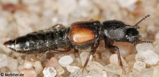 Bledius tricornis