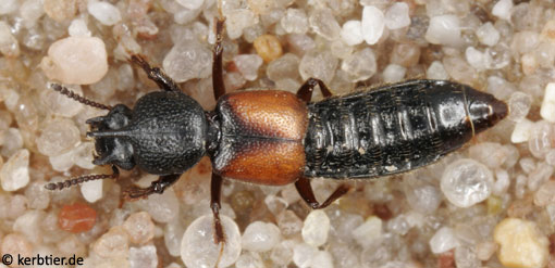 Bledius tricornis B