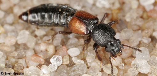 Bledius tricornis C