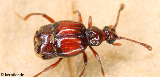 Brachygluta perforata