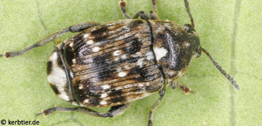 Bruchus pisorum