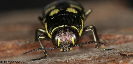 Buprestis octoguttata