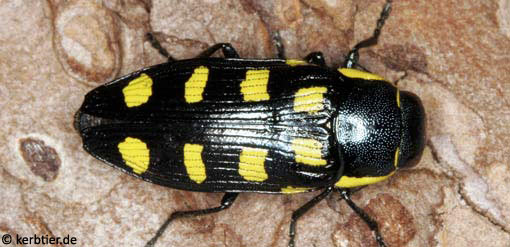 Buprestis octoguttata B