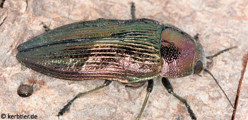 Buprestis rustica