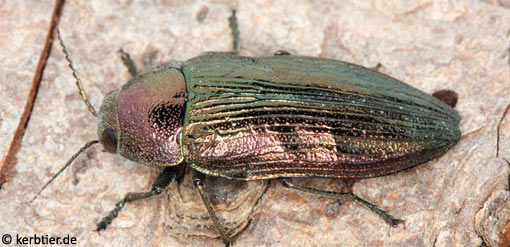 Buprestis rustica B