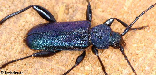 Callidium violaceum