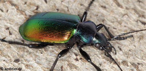 Calosoma sycophanta