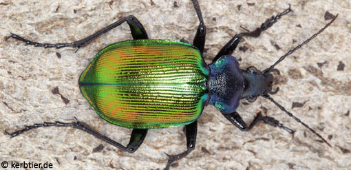 Calosoma sycophanta B