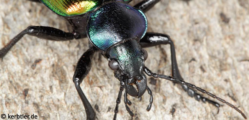 Calosoma sycophanta C