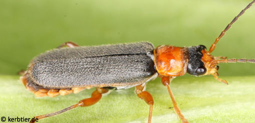 Cantharis lateralis C