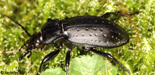 Carabus hortensis