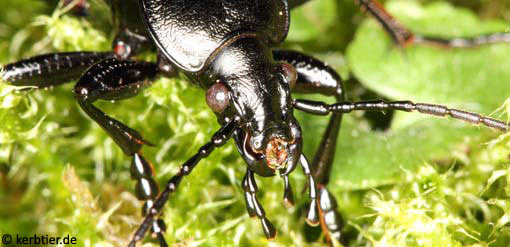 Carabus hortensis C