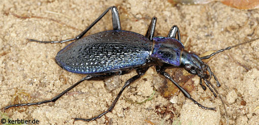 Carabus intricatus