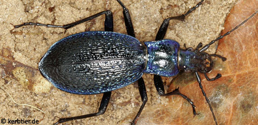 Carabus intricatus B