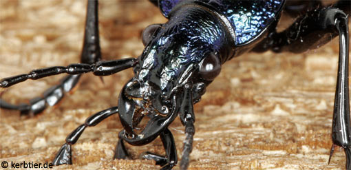 Carabus intricatus C