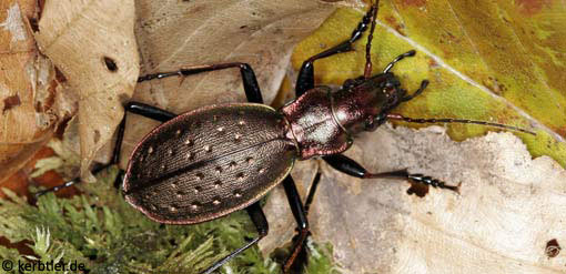 Carabus irregularis