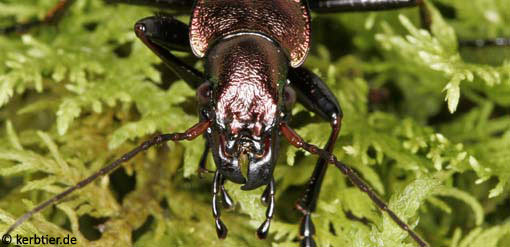 Carabus irregularis C