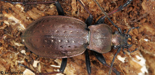 Carabus silvestris