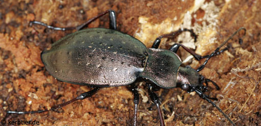 Carabus silvestris B