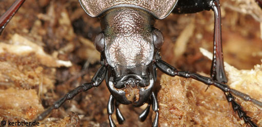 Carabus silvestris C