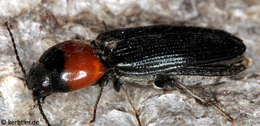 Cardiophorus ruficollis