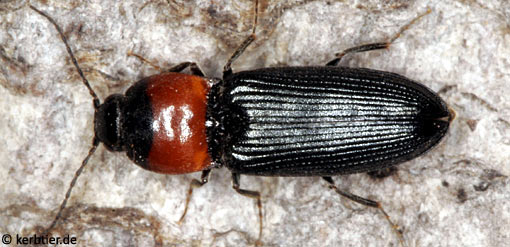 Cardiophorus ruficollis B