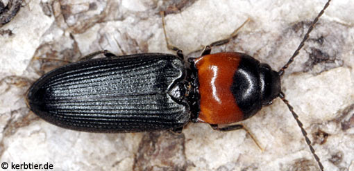 Cardiophorus ruficollis C