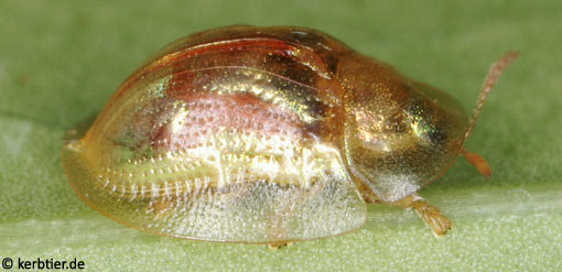 Cassida subreticulata