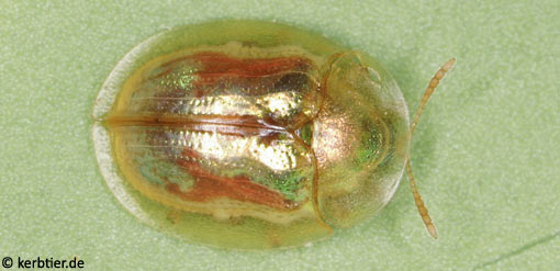 Cassida subreticulata C