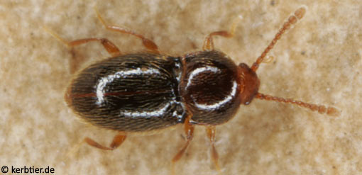 Cephennium gallicum B