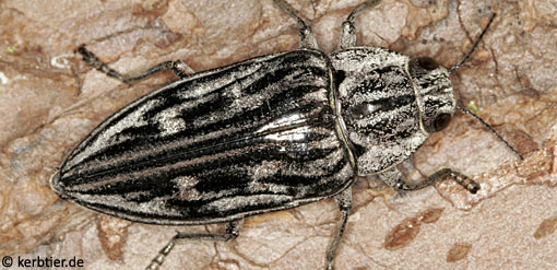 Chalcophora mariana