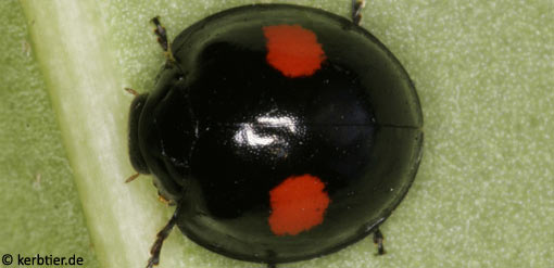 Chilocorus renipustulatus B