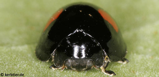 Chilocorus renipustulatus C