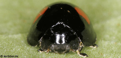 Chilocorus renipustulatus C