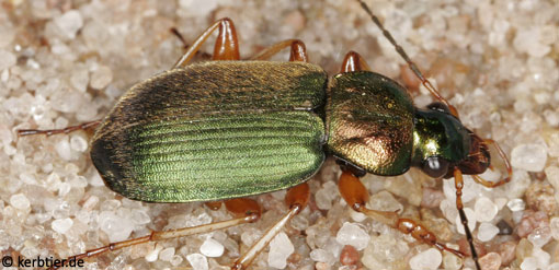 Chlaenius nitidulus