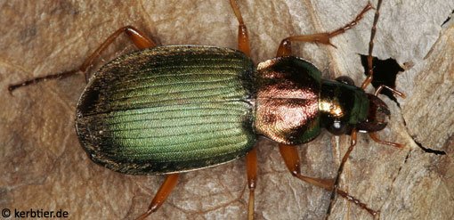 Chlaenius nitidulus B