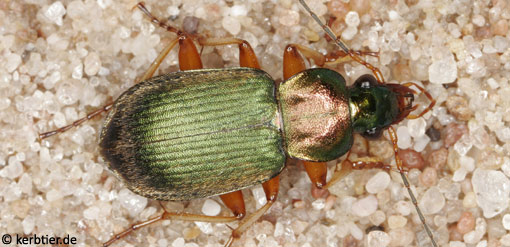 Chlaenius nitidulus C