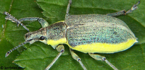 Chlorophanus viridis A