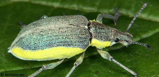 Chlorophanus viridis C