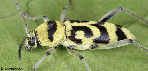 Chlorophorus varius B