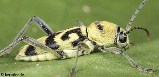 Chlorophorus varius C