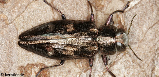 Chrysobothris solieri B