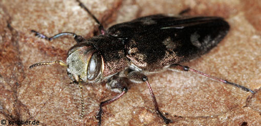 Chrysobothris solieri C